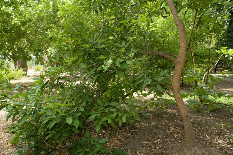 Erythrina falcata